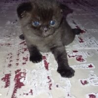 Scottish Fold, Kedi  Badem fotoğrafı