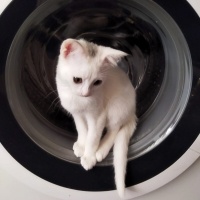 Tekir Kedi, Kedi  Pamuk fotoğrafı
