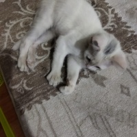 Tekir Kedi, Kedi  Pamuk fotoğrafı