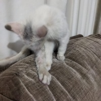 Tekir Kedi, Kedi  Pamuk fotoğrafı