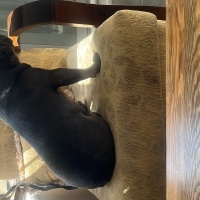 Fransız Bulldog, Köpek  Ares fotoğrafı