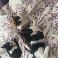 Tekir Kedi, Kedi  Turşu , fadıl, Naciye  fotoğrafı