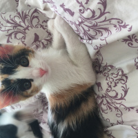Tekir Kedi, Kedi  Turşu , fadıl, Naciye  fotoğrafı