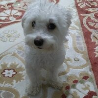 Maltese, Köpek  Kuki fotoğrafı