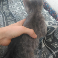 Tekir Kedi, Kedi  Paşa fotoğrafı
