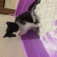 Tuxedo (Smokin) Kedi, Kedi  Badem fotoğrafı