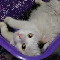 Soke, Kedi  Jiraiya fotoğrafı