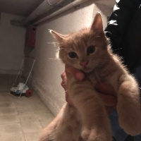 Tekir Kedi, Kedi  Adları yok  fotoğrafı
