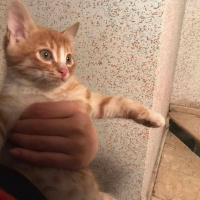 Tekir Kedi, Kedi  Adları yok  fotoğrafı