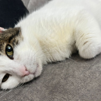 Tekir Kedi, Kedi  Prenses İrem fotoğrafı