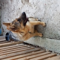 Alman Çoban Köpeği, Köpek  Hera fotoğrafı