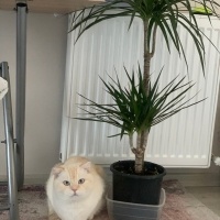 Exotic Shorthair, Kedi  Paşa fotoğrafı