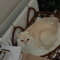 Exotic Shorthair, Kedi  Paşa fotoğrafı