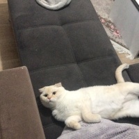 Exotic Shorthair, Kedi  Paşa fotoğrafı