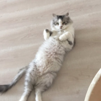 Chinchilla, Kedi  Funky fotoğrafı