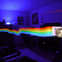 Chinchilla, Kedi  Funky fotoğrafı