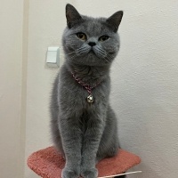 British Shorthair, Kedi  Pamuk fotoğrafı