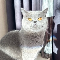 British Shorthair, Kedi  Pamuk fotoğrafı