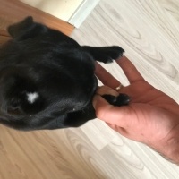 Pug, Köpek  Lady fotoğrafı