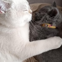 British Shorthair, Kedi  Gırgır fotoğrafı