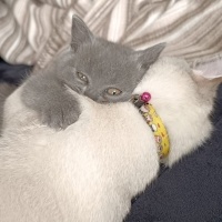British Shorthair, Kedi  Gırgır fotoğrafı