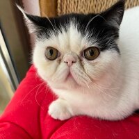 Exotic Shorthair, Kedi  Teko fotoğrafı