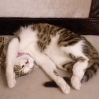 Tekir Kedi, Kedi  YASTIK fotoğrafı