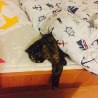 Scottish Fold, Kedi  Miya fotoğrafı