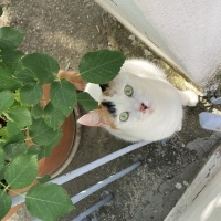 Tekir Kedi, Kedi  pusu fotoğrafı