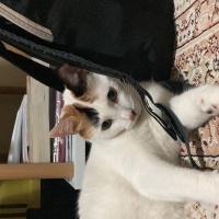 Tekir Kedi, Kedi  pusu fotoğrafı