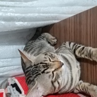Tekir Kedi, Kedi  Pati fotoğrafı
