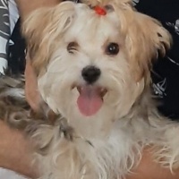 Maltese, Köpek  SUZİ fotoğrafı