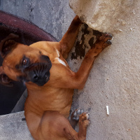 Boxer, Köpek  Aris fotoğrafı