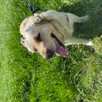 Golden Retriever, Köpek  Yoda fotoğrafı