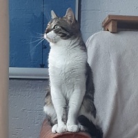 Tekir Kedi, Kedi  Zeytin fotoğrafı