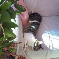 Tekir Kedi, Kedi  Zeytin fotoğrafı