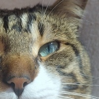 Tekir Kedi, Kedi  Zeytin fotoğrafı