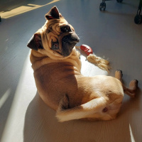 Pug, Köpek  Pablo fotoğrafı