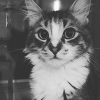 Tekir Kedi, Kedi  Venüs fotoğrafı