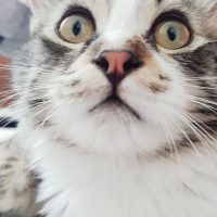 Tekir Kedi, Kedi  Venüs fotoğrafı