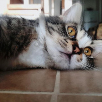 Tekir Kedi, Kedi  Venüs fotoğrafı