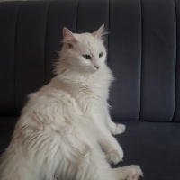 Ankara Kedisi, Kedi  Luna fotoğrafı