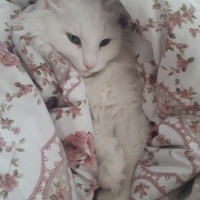 Ankara Kedisi, Kedi  Luna fotoğrafı