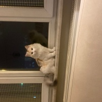 Tekir Kedi, Kedi  Çiko fotoğrafı