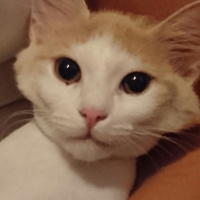Tekir Kedi, Kedi  Zuzu fotoğrafı