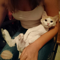 Tekir Kedi, Kedi  Zuzu fotoğrafı