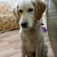 Golden Retriever, Köpek  Pascal fotoğrafı