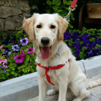 Golden Retriever, Köpek  Pascal fotoğrafı
