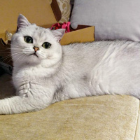 Scottish Fold, Kedi  Dora fotoğrafı