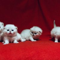 Scottish Fold, Kedi  Dora fotoğrafı